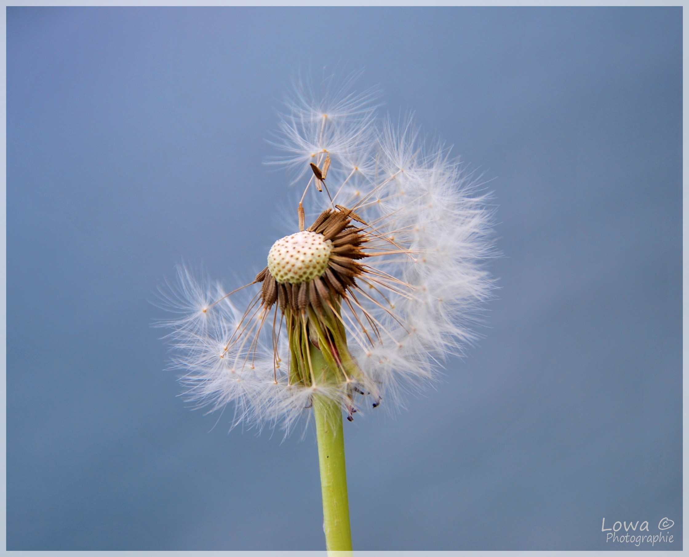 Fonds d'cran Nature Fleurs 