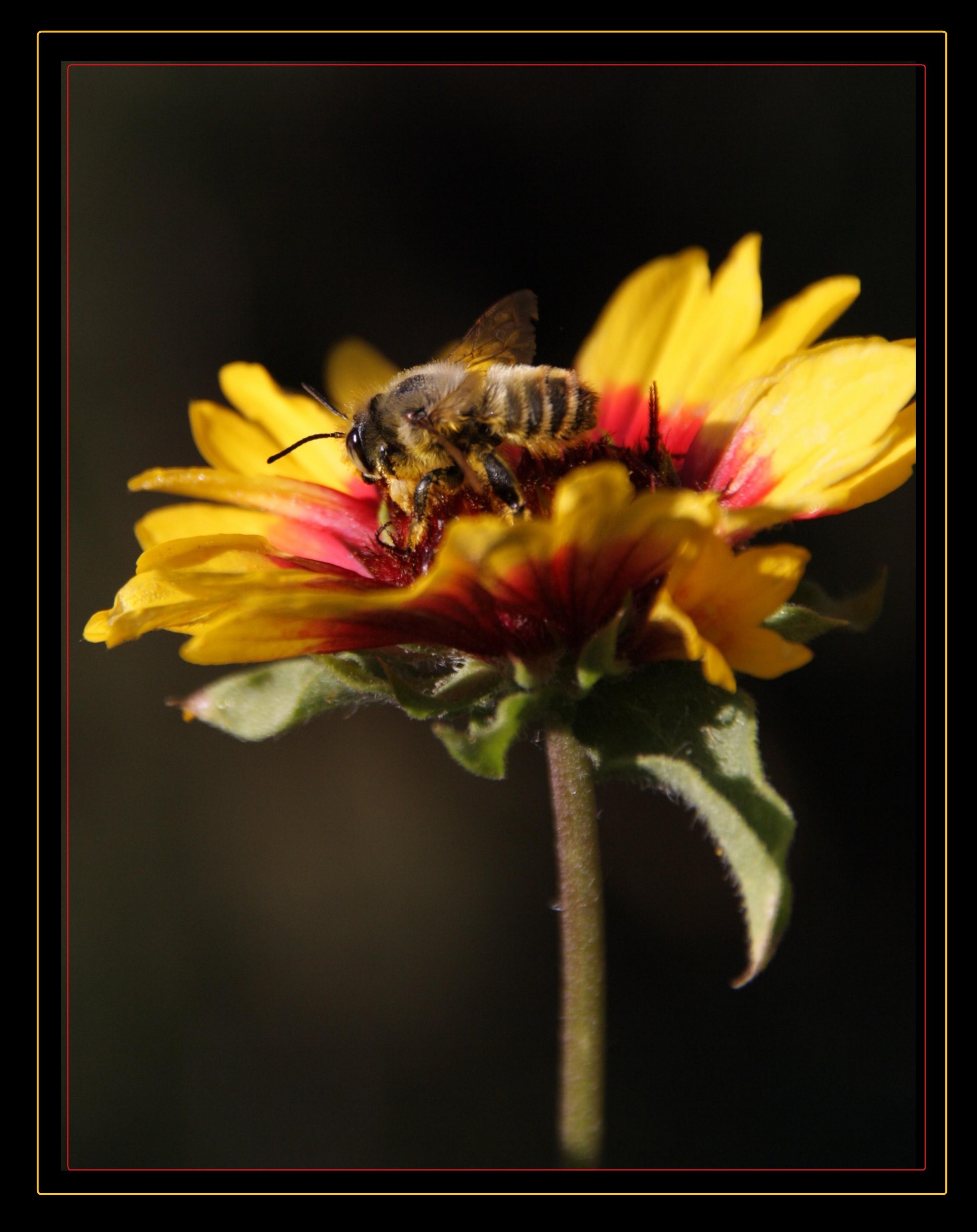 Fonds d'cran Animaux Insectes - Abeilles Gupes ... Gupe qui butine