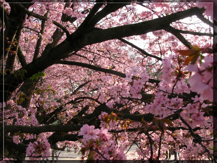 Fonds d'cran Nature Fleurs Prunus