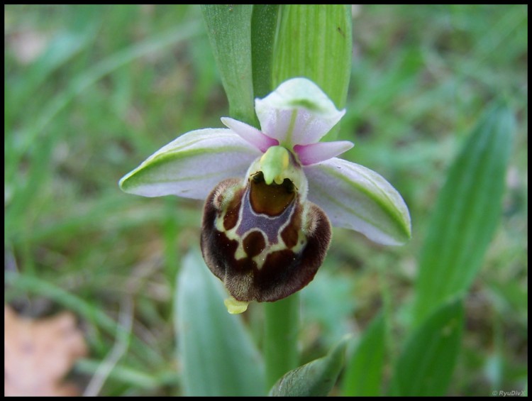 Wallpapers Nature Flowers Ophrys scolopax - Ophrys fausse bcasse