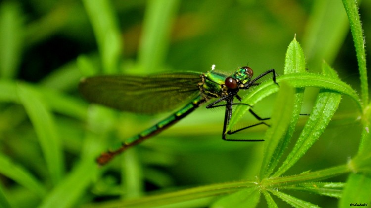 Fonds d'cran Animaux Insectes - Libellules NATURE INSECTE SAUTERELLE