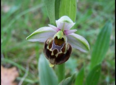 Wallpapers Nature Ophrys scolopax - Ophrys fausse bcasse