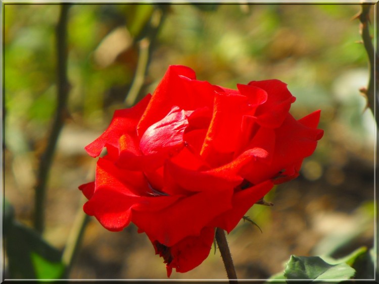 Wallpapers Nature Flowers Rose Rouge 