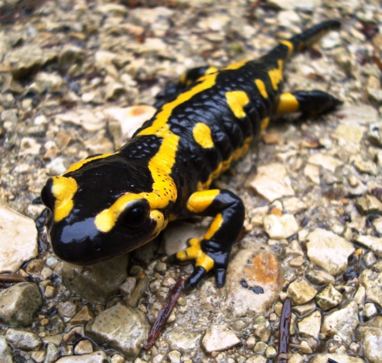 Wallpapers Animals Salamanders Wallpaper N261237