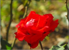 Wallpapers Nature Rose Rouge 