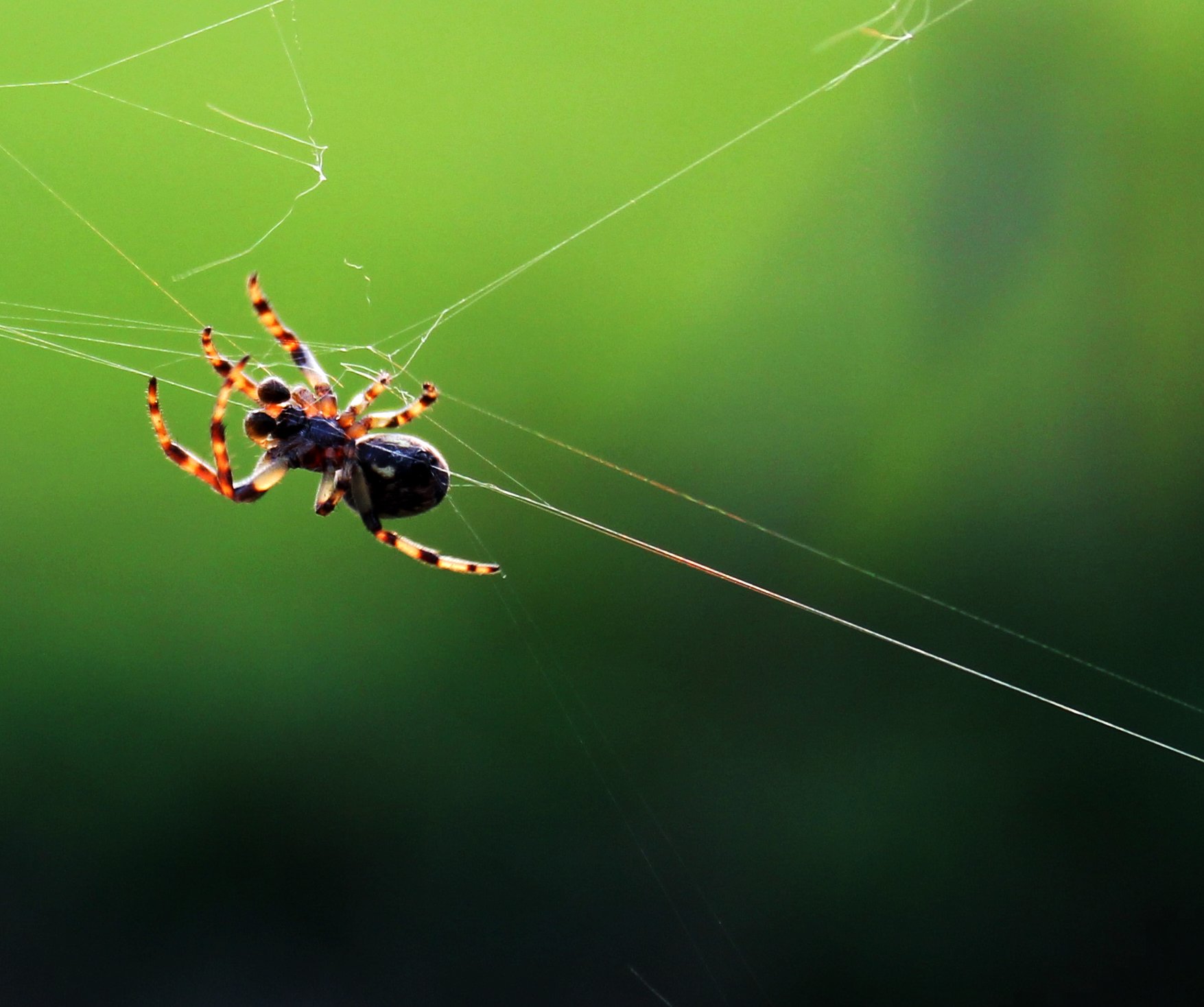 Fonds d'cran Animaux Araignes Macro Spider