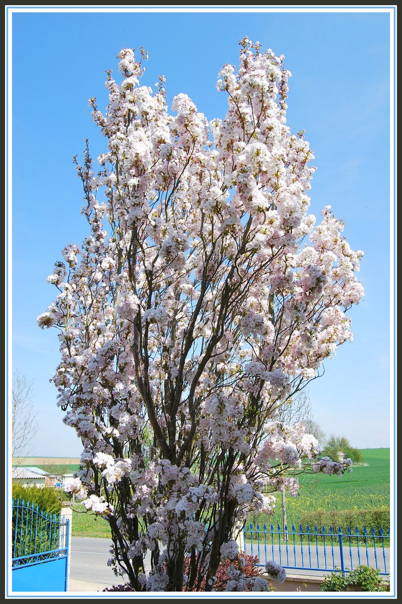 Fonds d'cran Nature Arbres - Forts Prunus en fleurs