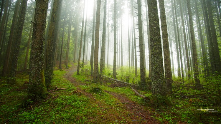 Fonds d'cran Nature Arbres - Forts Source de Vie