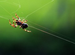 Fonds d'cran Animaux Macro Spider