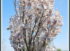 Fonds d'cran Nature Prunus en fleurs