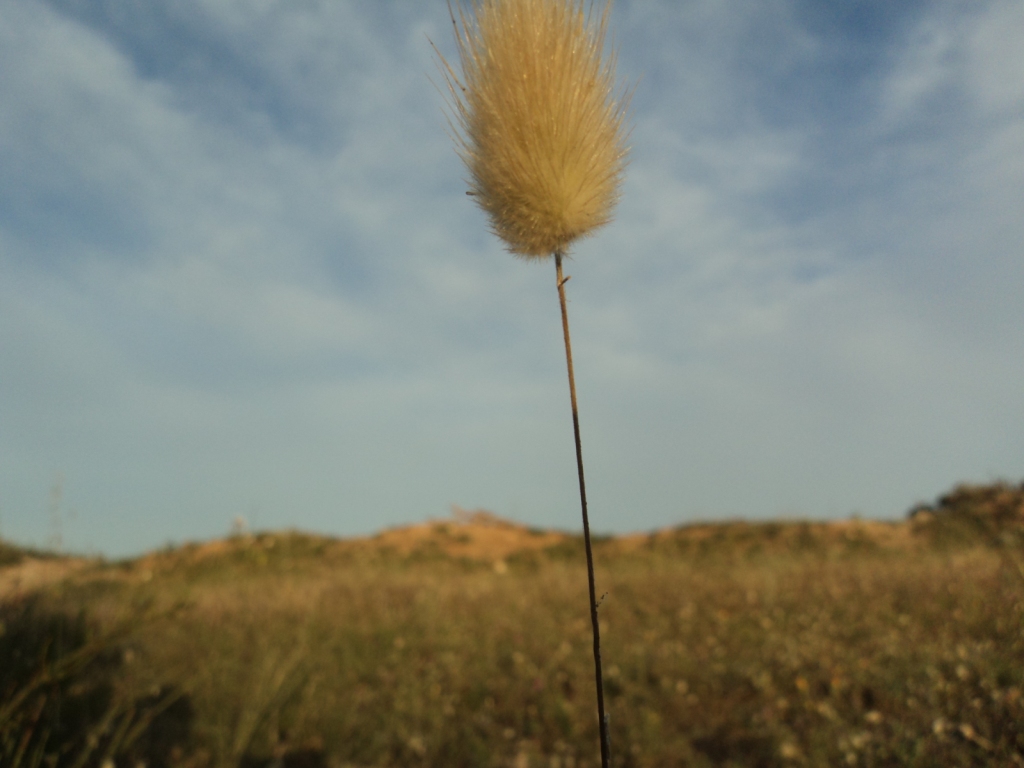 Fonds d'cran Nature Plantes - Arbustes alone!