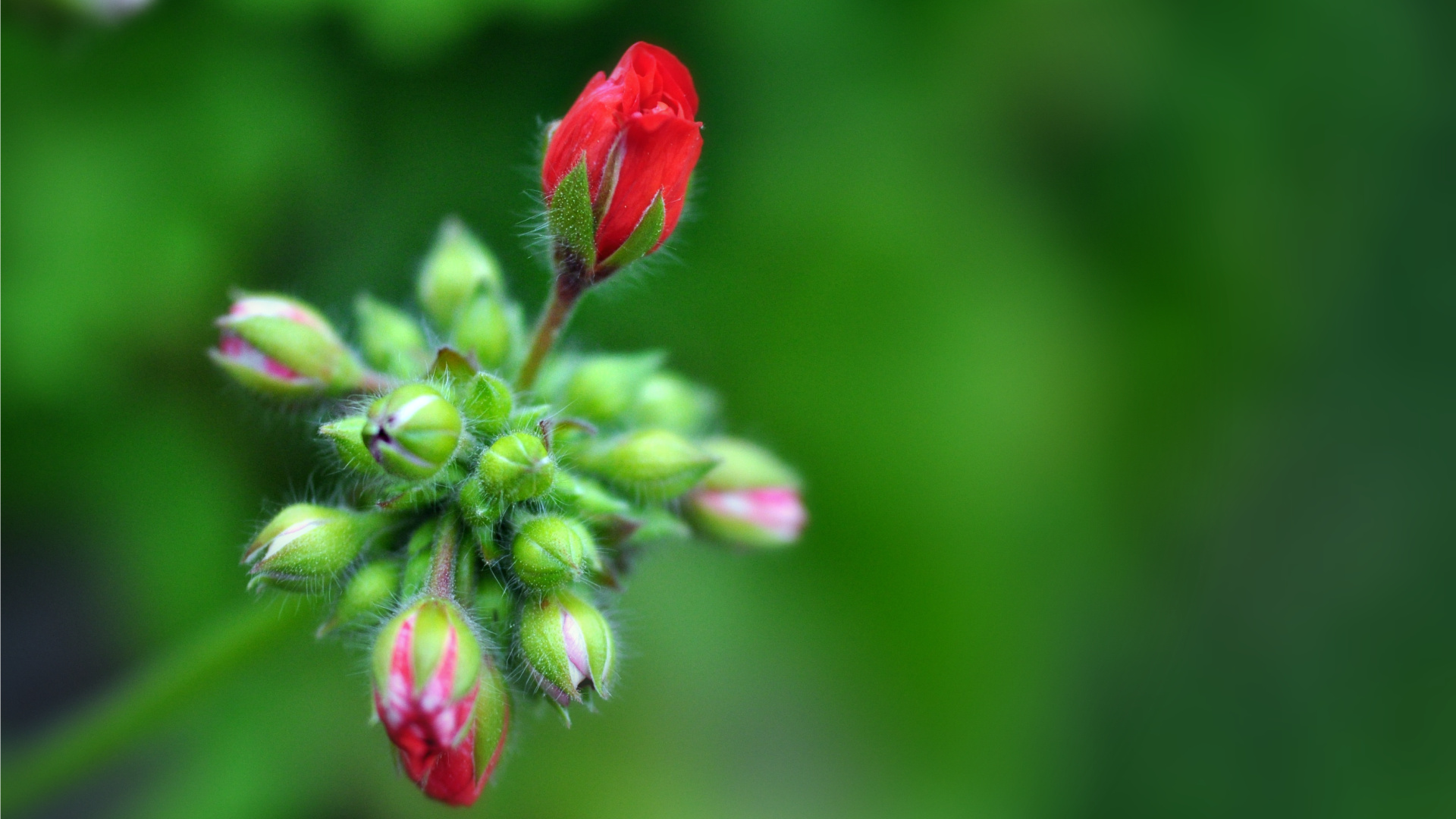 Wallpapers Nature Flowers \boutons de granium