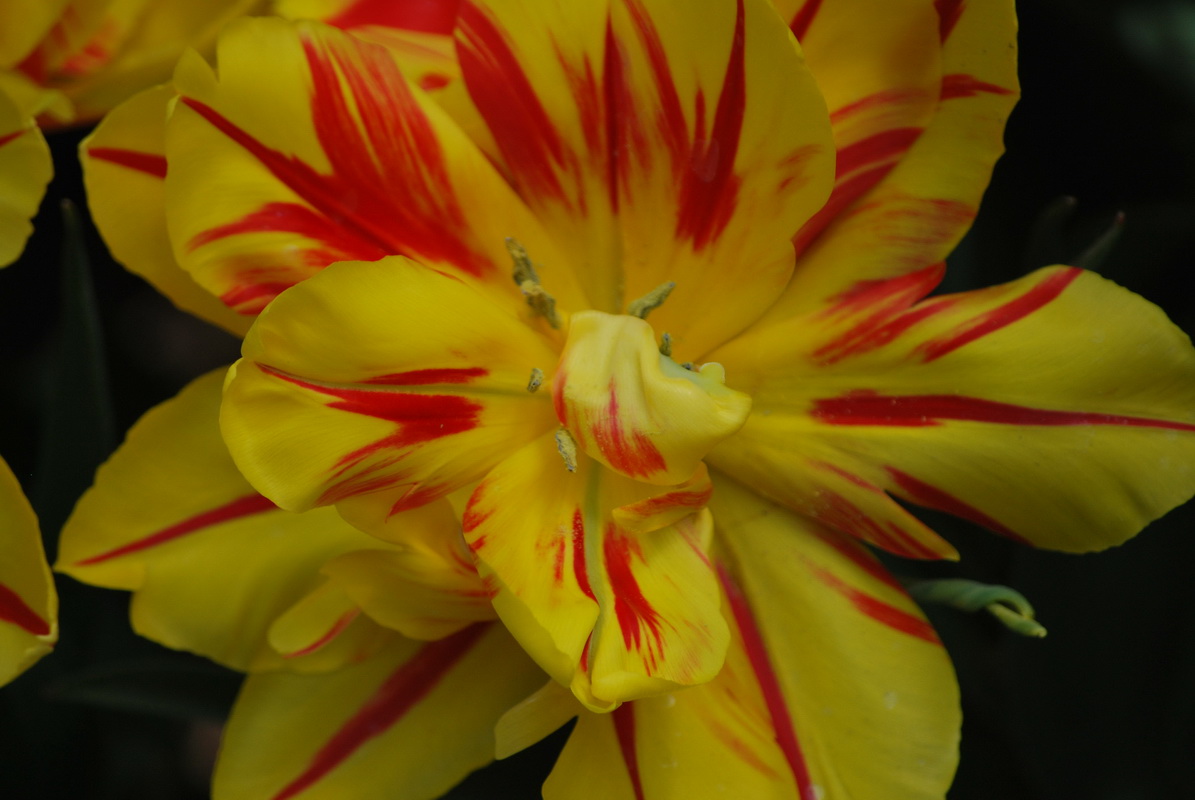 Fonds d'cran Nature Fleurs Keukenhof