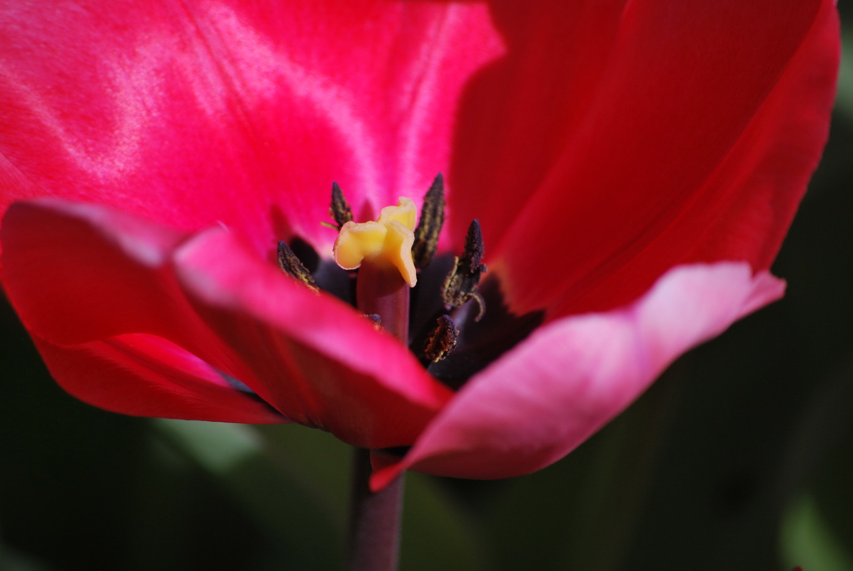 Wallpapers Nature Flowers Tulipe rose