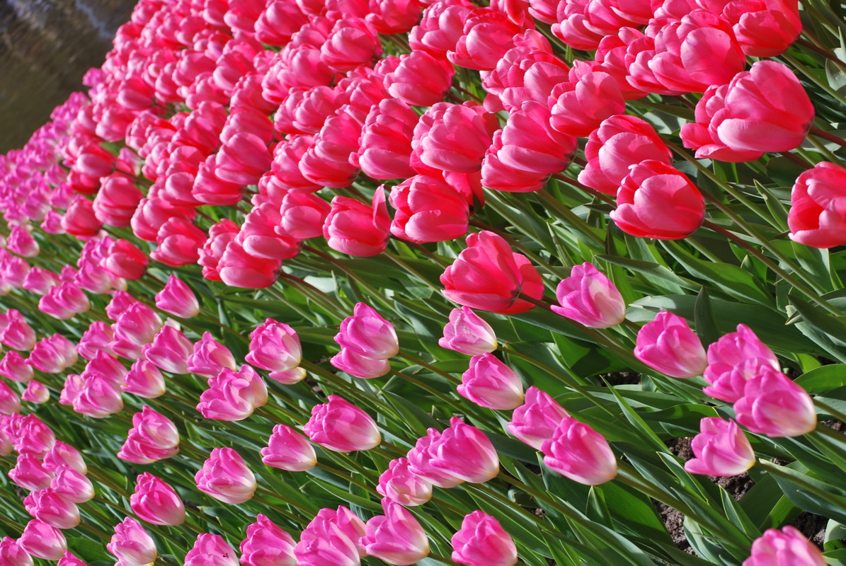 Fonds d'cran Nature Fleurs champs de tulipes