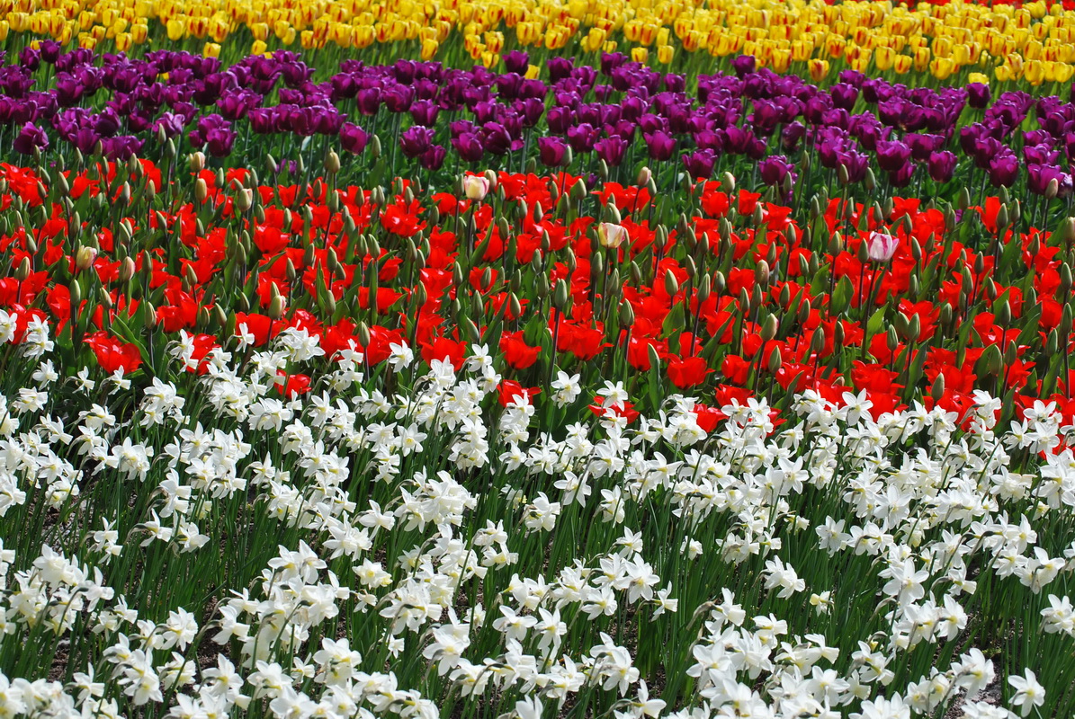 Fonds d'cran Nature Champs - Prairies champs de tulipes 2