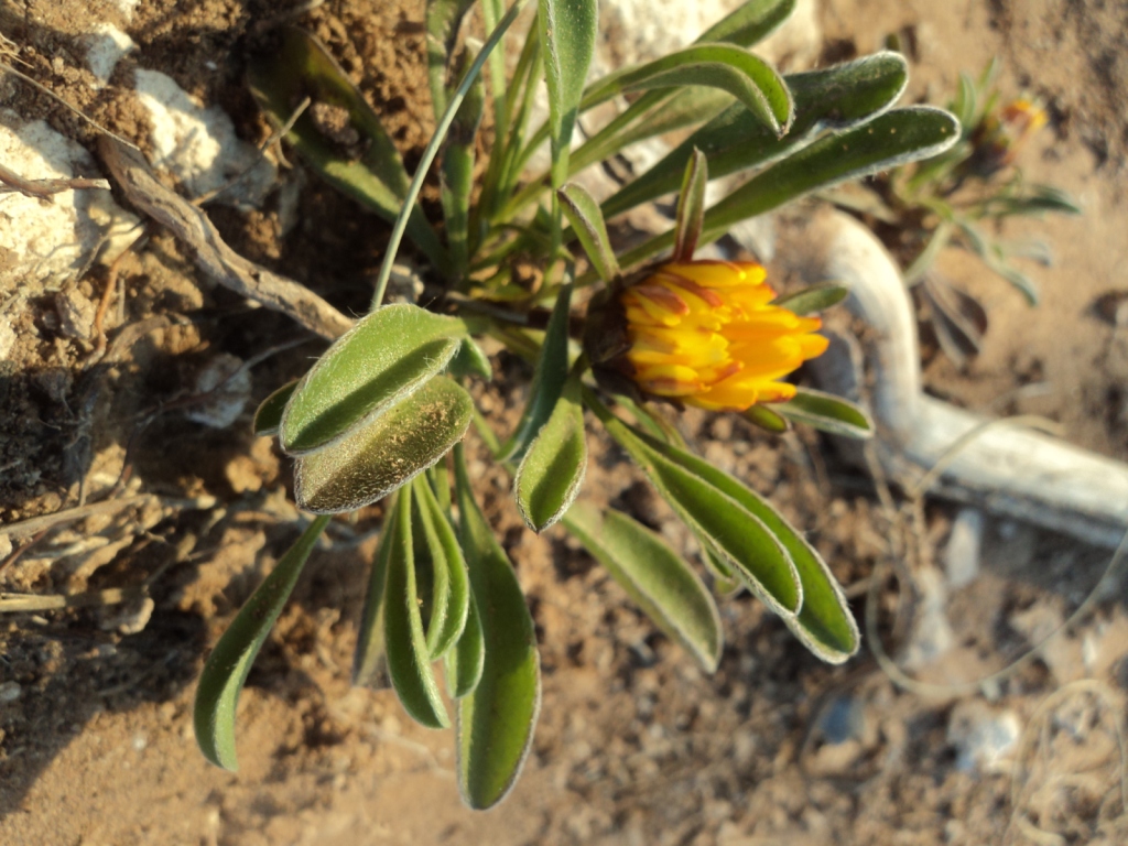 Fonds d'cran Nature Fleurs 