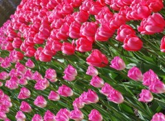 Wallpapers Nature champs de tulipes