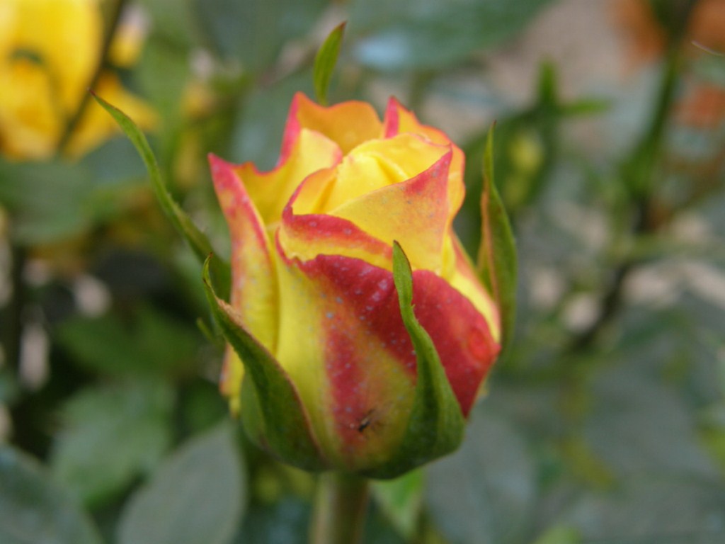 Fonds d'cran Nature Fleurs bouton de rose