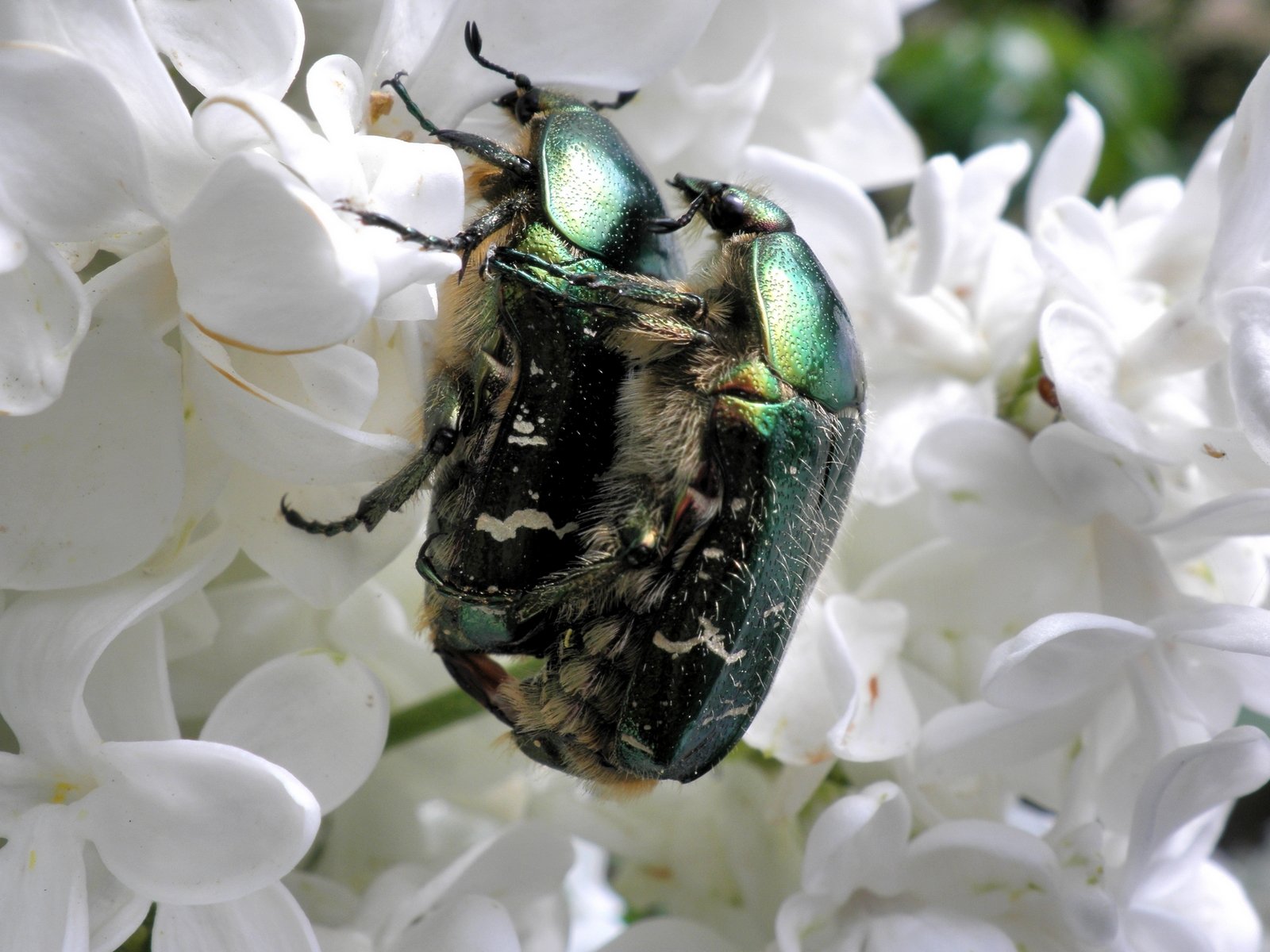 Wallpapers Animals Insects - Beetles Accouplement de ctoines dores