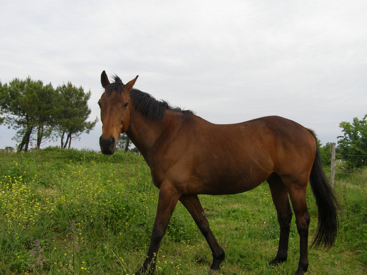 Fonds d'cran Animaux Chevaux   