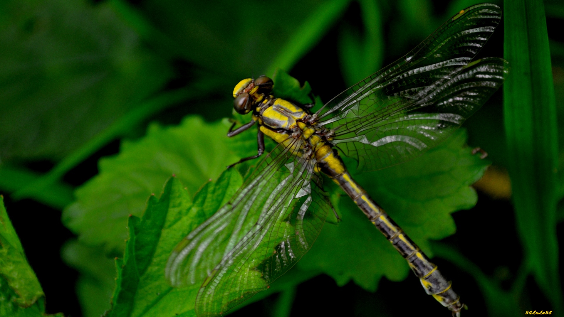 Fonds d'cran Animaux Insectes - Libellules libellule insecte nature