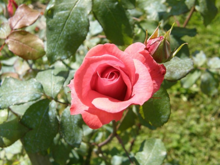 Fonds d'cran Nature Fleurs rose