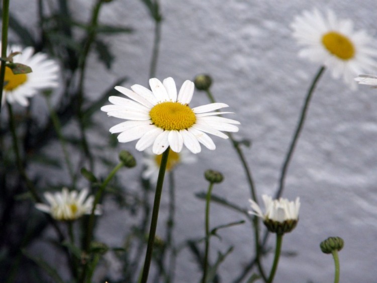 Wallpapers Nature Flowers marguerite