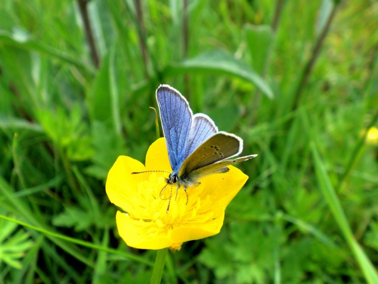 Wallpapers Animals Insects - Butterflies Argus Bleu sur bouton d'or