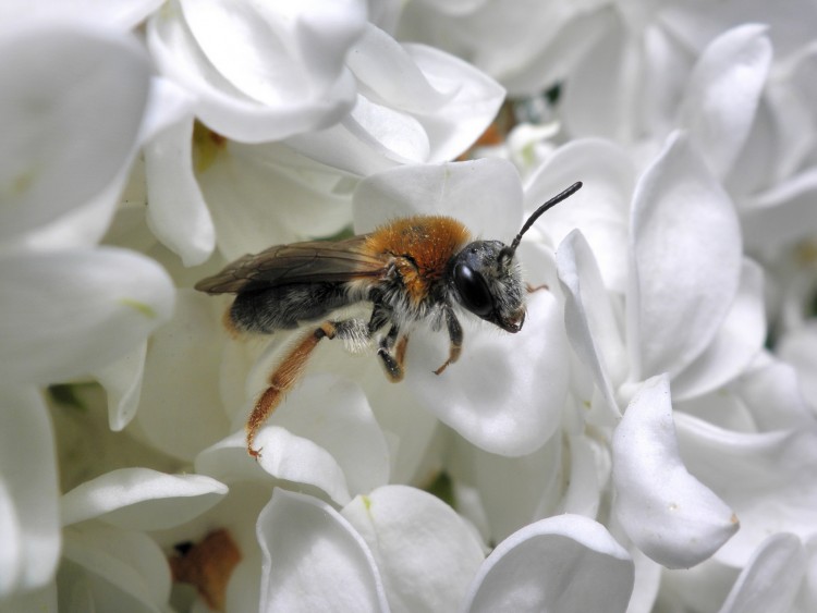 Fonds d'cran Animaux Insectes - Abeilles Gupes ... Abeille