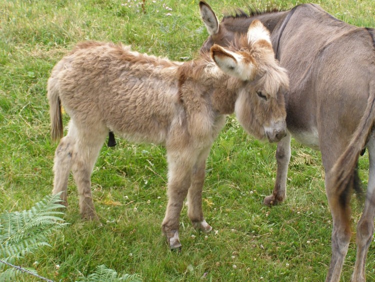 Fonds d'cran Animaux Anes ANE auvergnat