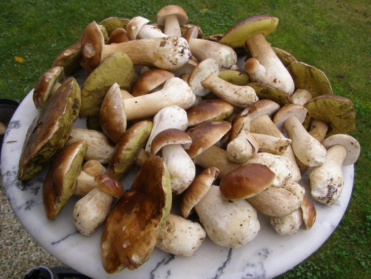 Fonds d'cran Nature Champignons CHAMPIGNONS