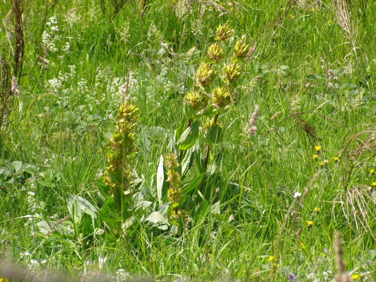 Fonds d'cran Nature Plantes - Arbustes GENTIANE 