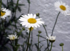 Wallpapers Nature marguerite