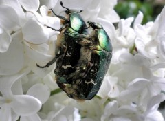 Fonds d'cran Animaux Accouplement de ctoines dores