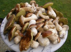 Fonds d'cran Nature CHAMPIGNONS