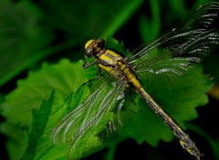 Fonds d'cran Animaux libellule insecte nature