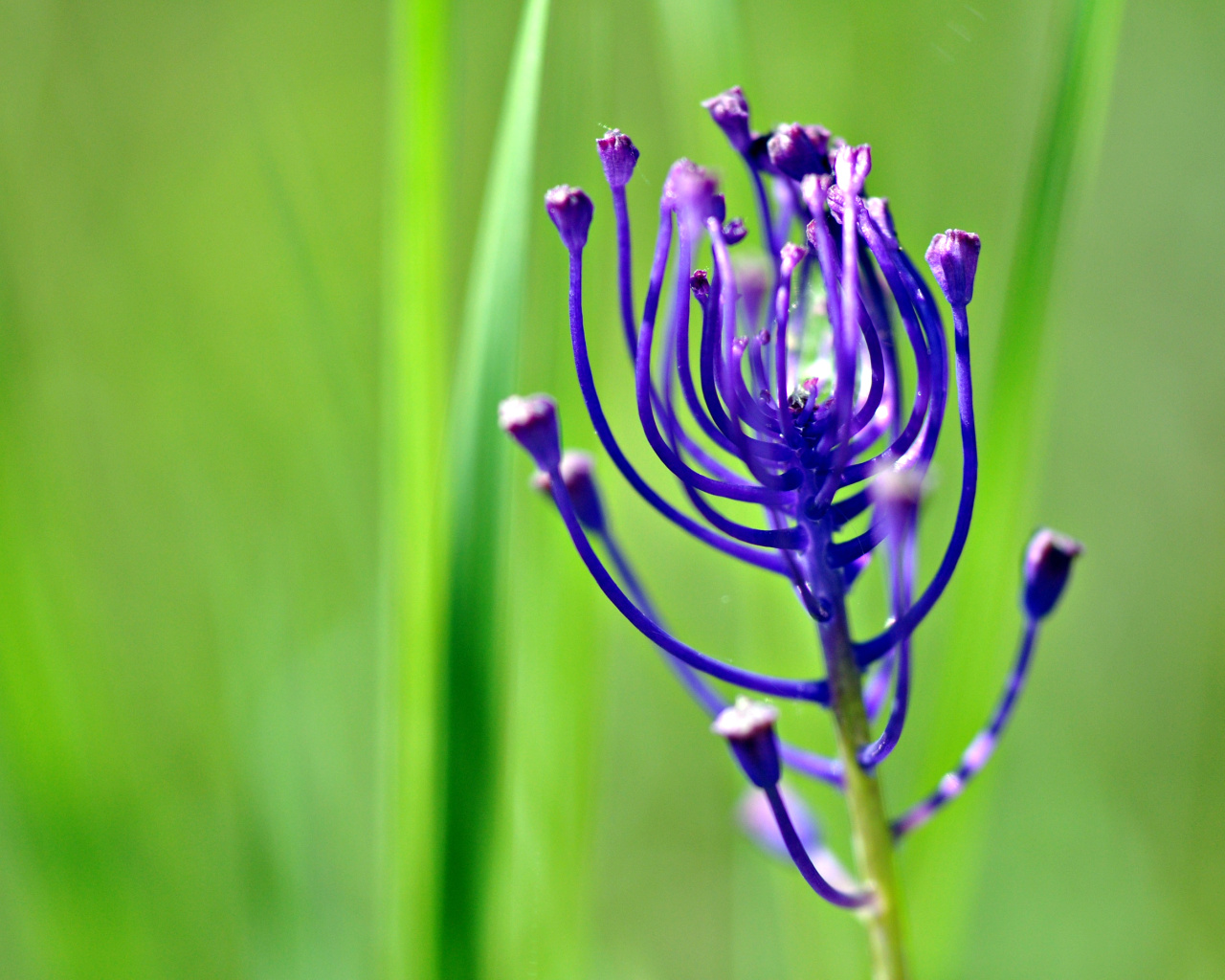 Fonds d'cran Nature Fleurs printemps 2010 