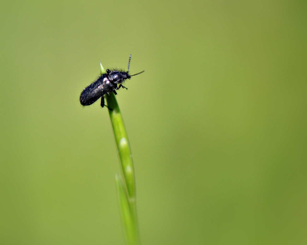 Fonds d'cran Animaux Insectes - Divers printemps 2010 