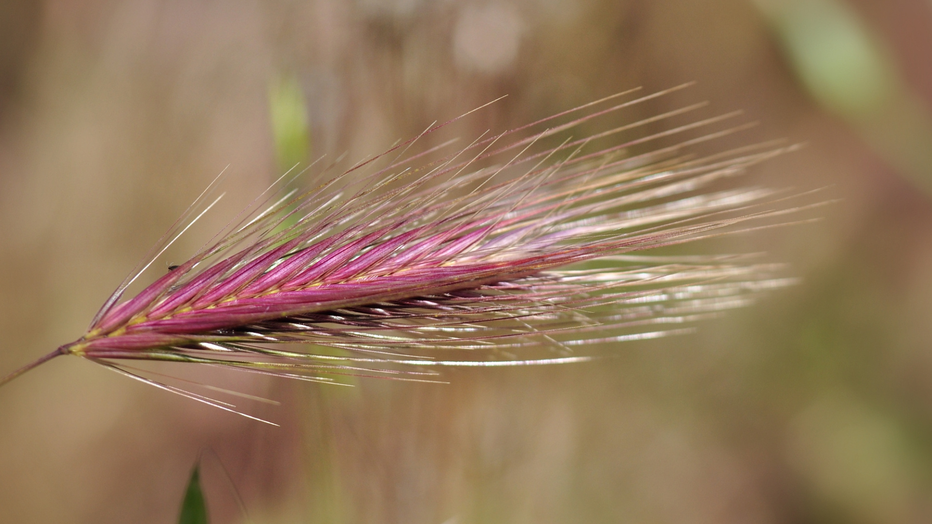 Fonds d'cran Nature Herbes 