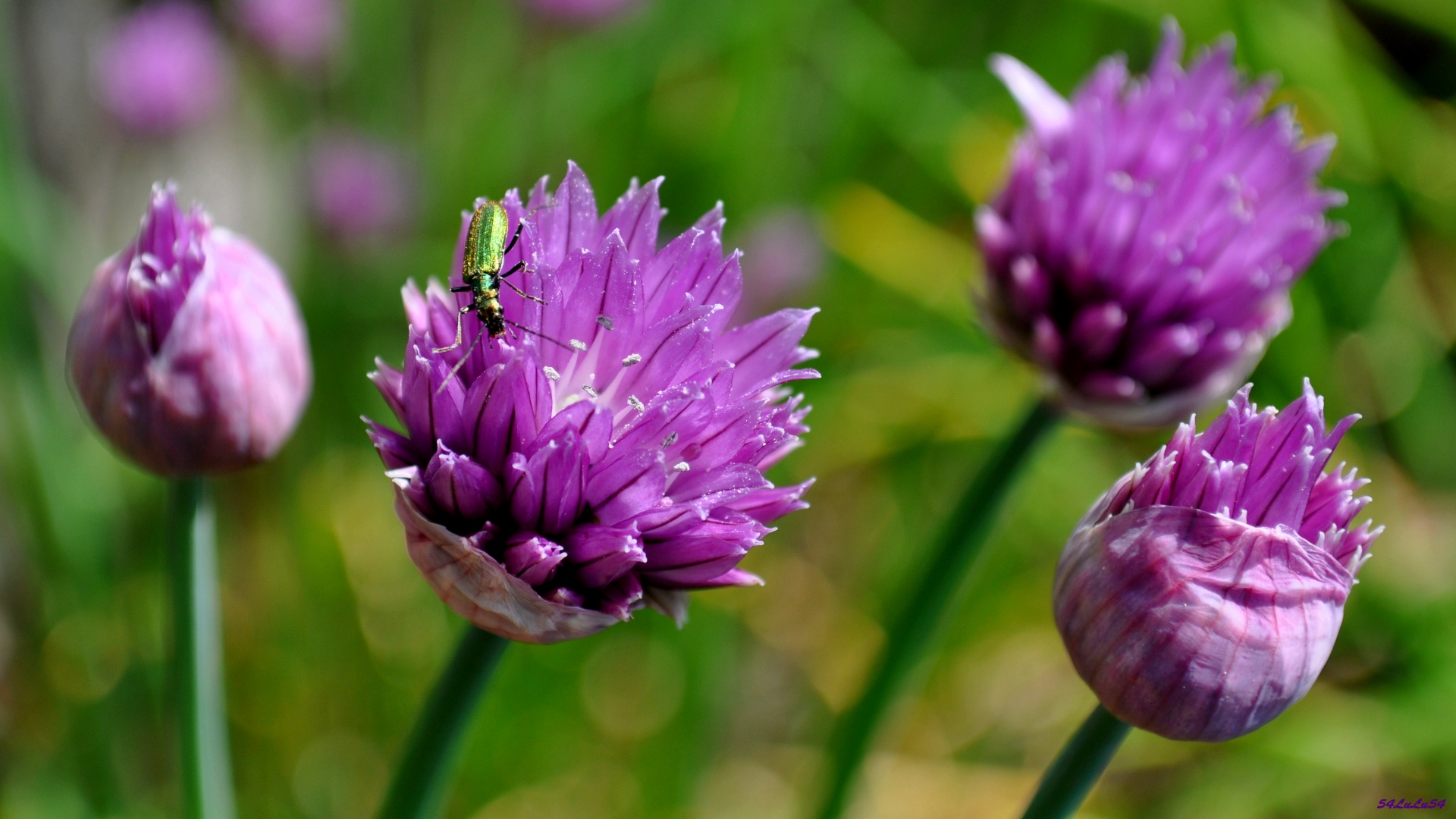 Fonds d'cran Nature Fleurs NATURE FLEUR INSECTE