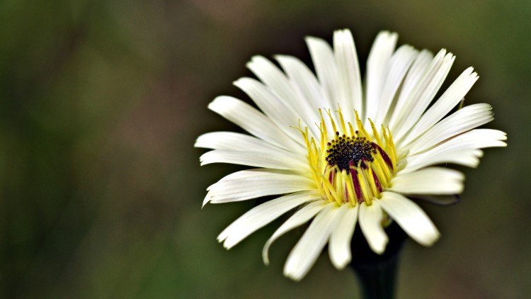 Fonds d'cran Nature Fleurs printemps 2010 