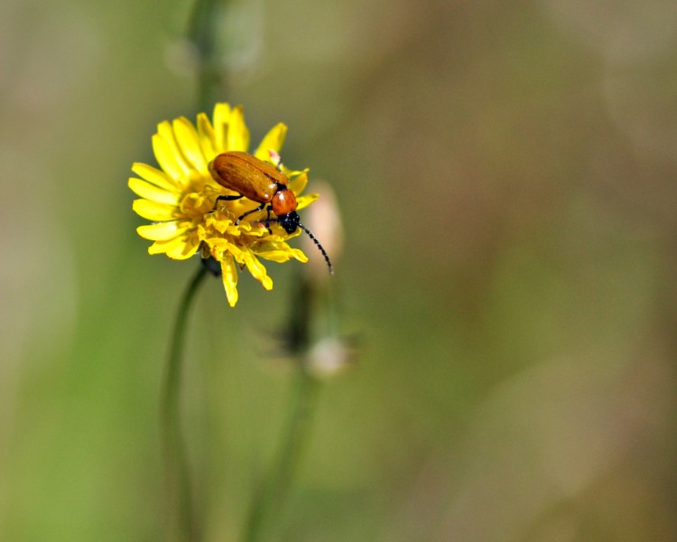 Fonds d'cran Animaux Insectes - Divers printemps 2010 