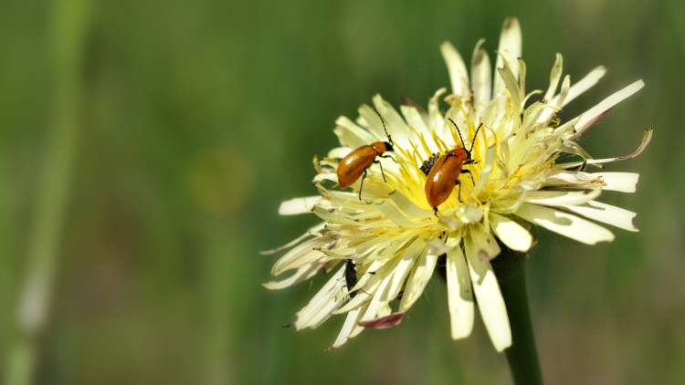 Fonds d'cran Animaux Insectes - Divers printemps 2010 