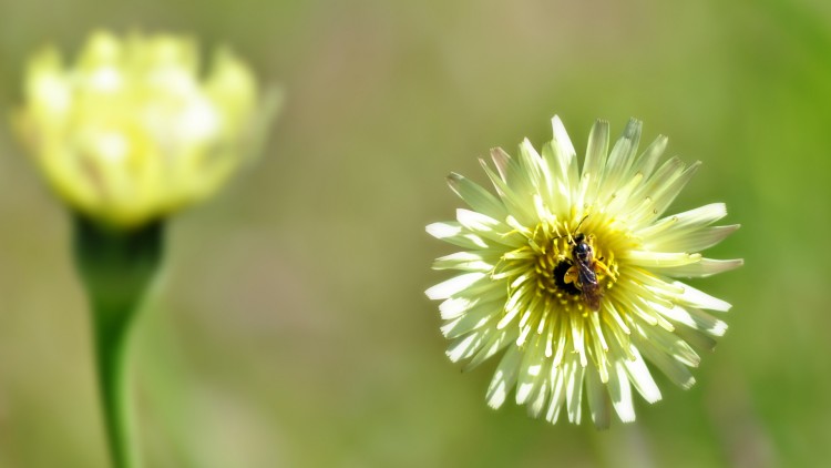 Fonds d'cran Nature Fleurs printemps 2010 