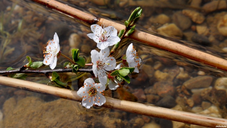 Fonds d'cran Art - Numrique Nature - Fleurs NATURE FLEURS