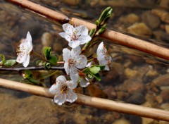 Fonds d'cran Art - Numrique NATURE FLEURS