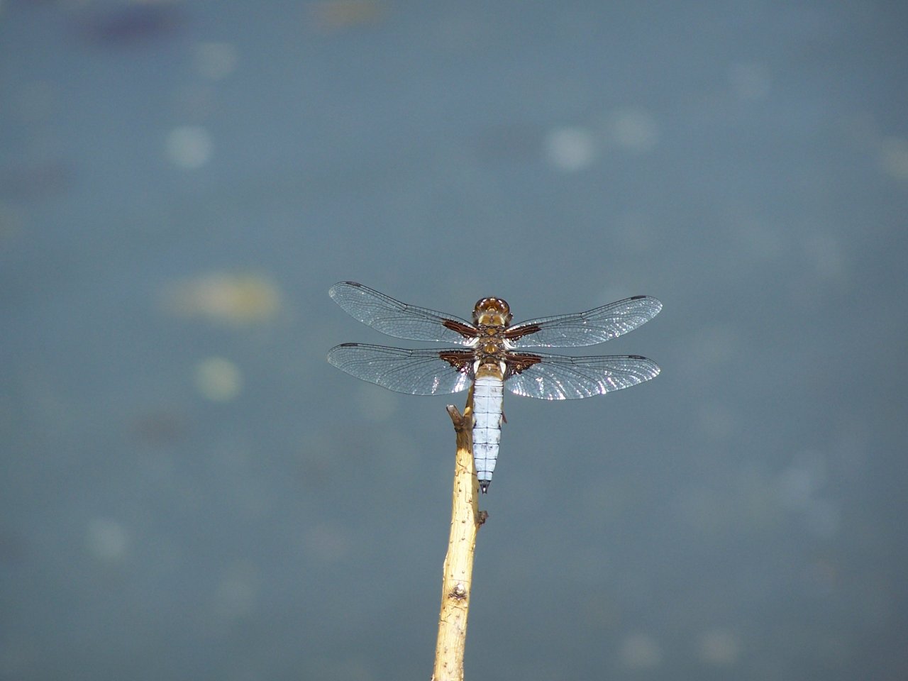 Fonds d'cran Animaux Insectes - Libellules 