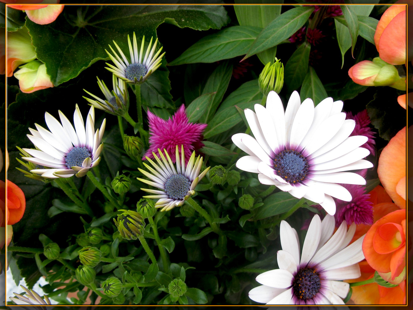 Fonds d'cran Nature Fleurs 