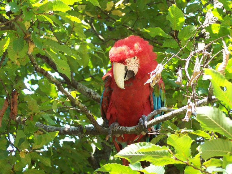 Fonds d'cran Animaux Oiseaux - Perroquets Wallpaper N261523